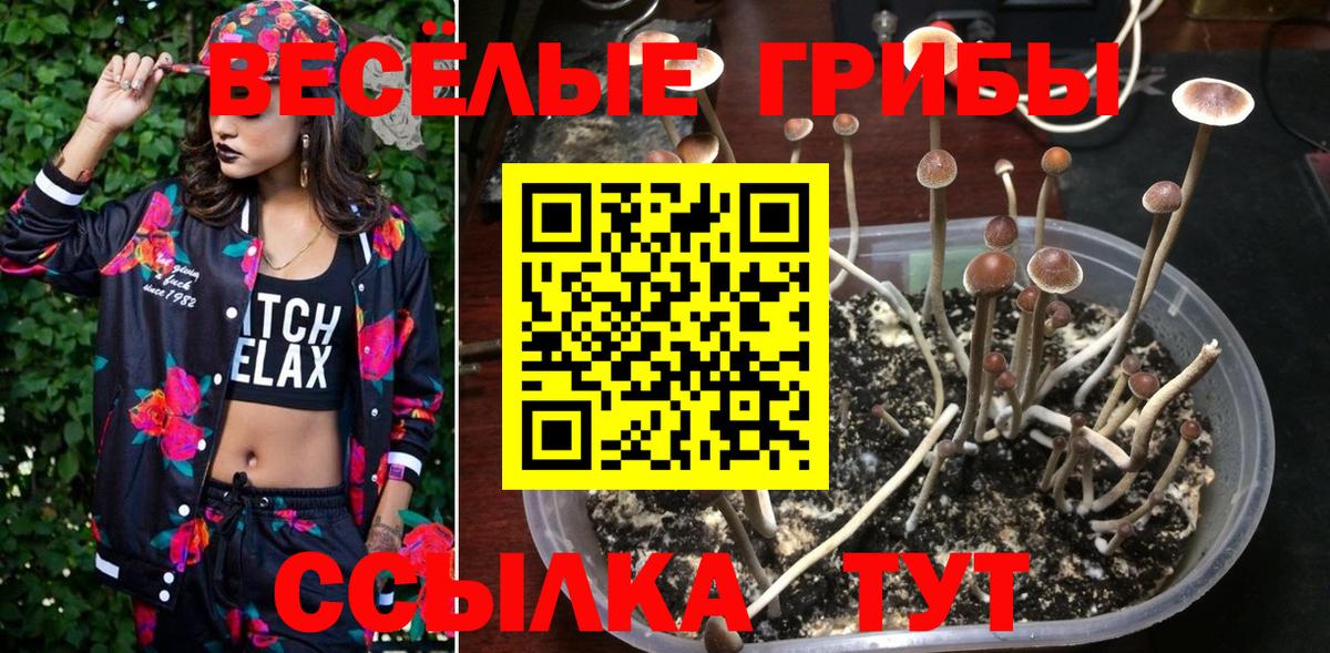 Псилоцибиновые грибы Cubensis Ноябрьск